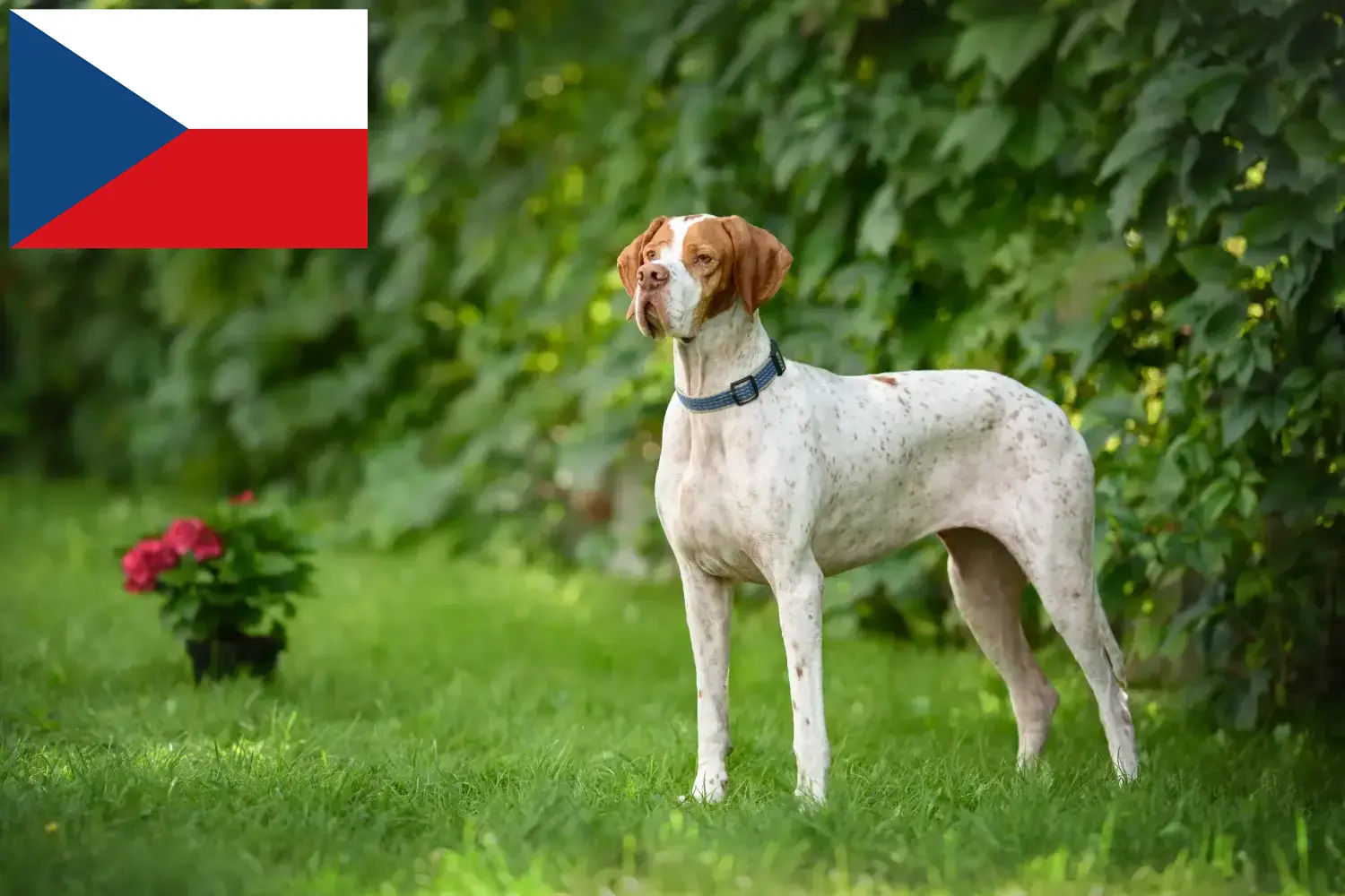 English Pointer hvalpe og opdrættere Tjekkiet Her kan du finde opdrættere af engelske pointere i Tjekkiet.