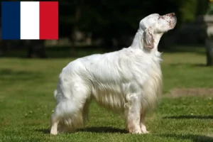 Read more about the article Engelsk Setter opdrættere og hvalpe i Frankrig