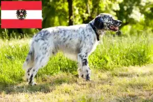 Read more about the article Engelsk Setter opdrættere og hvalpe i Østrig