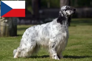 Read more about the article Engelsk Setter opdrættere og hvalpe i Tjekkiet