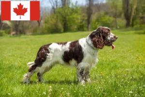 Read more about the article Engelsk Springer Spaniel opdrættere og hvalpe i Canada
