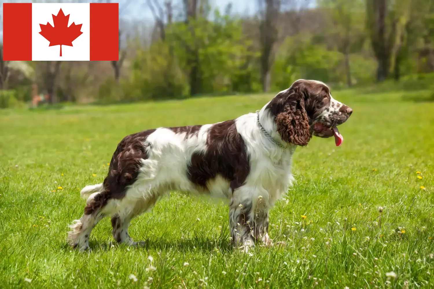 English Springer Spaniel hvalpe og opdrættere Canada Find English Springer Spaniels opdrættere i Canada.