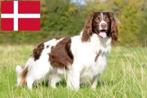 Read more about the article Engelsk Springer Spaniel opdrættere og hvalpe i Danmark