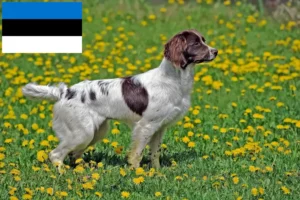 Read more about the article Engelsk Springer Spaniel opdrættere og hvalpe i Estland