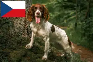 Read more about the article Engelsk Springer Spaniel opdrættere og hvalpe i Tjekkiet