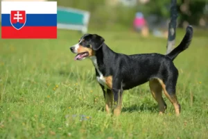 Read more about the article Entlebuch bjerghundeopdrætter og hvalpe i Slovakiet