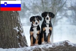Read more about the article Entlebuch bjerghundeopdrætter og hvalpe i Slovenien