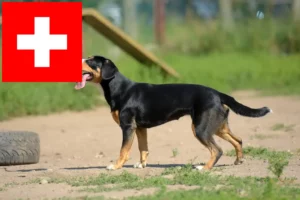 Read more about the article Entlebuch bjerghundeopdrættere og hvalpe i Schweiz