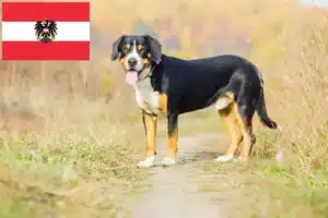 Read more about the article Entlebuch bjerghundeopdrættere og hvalpe i Østrig
