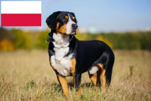 Read more about the article Entlebuch bjerghundeopdrætter og hvalpe i Polen