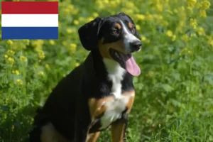 Read more about the article Entlebuch bjerghundeopdrættere og hvalpe i Holland