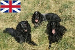 Read more about the article Epagneul Bleu de Picardie opdrættere og hvalpe i Storbritannien