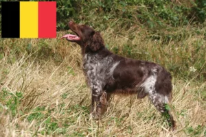 Read more about the article Epagneul Breton opdrættere og hvalpe i Belgien
