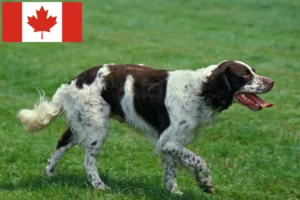 Read more about the article Épagneul français opdrættere og hvalpe i Canada