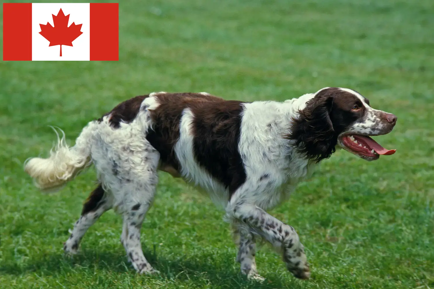 Épagneul français hvalpe og opdrættere Canada Find Épagneul français-opdrættere i Canada.