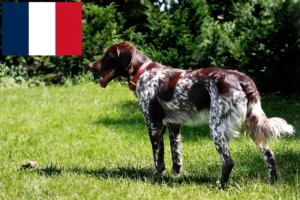 Read more about the article Épagneul français opdrættere og hvalpe i Frankrig