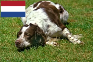 Read more about the article Épagneul français opdrættere og hvalpe i Holland