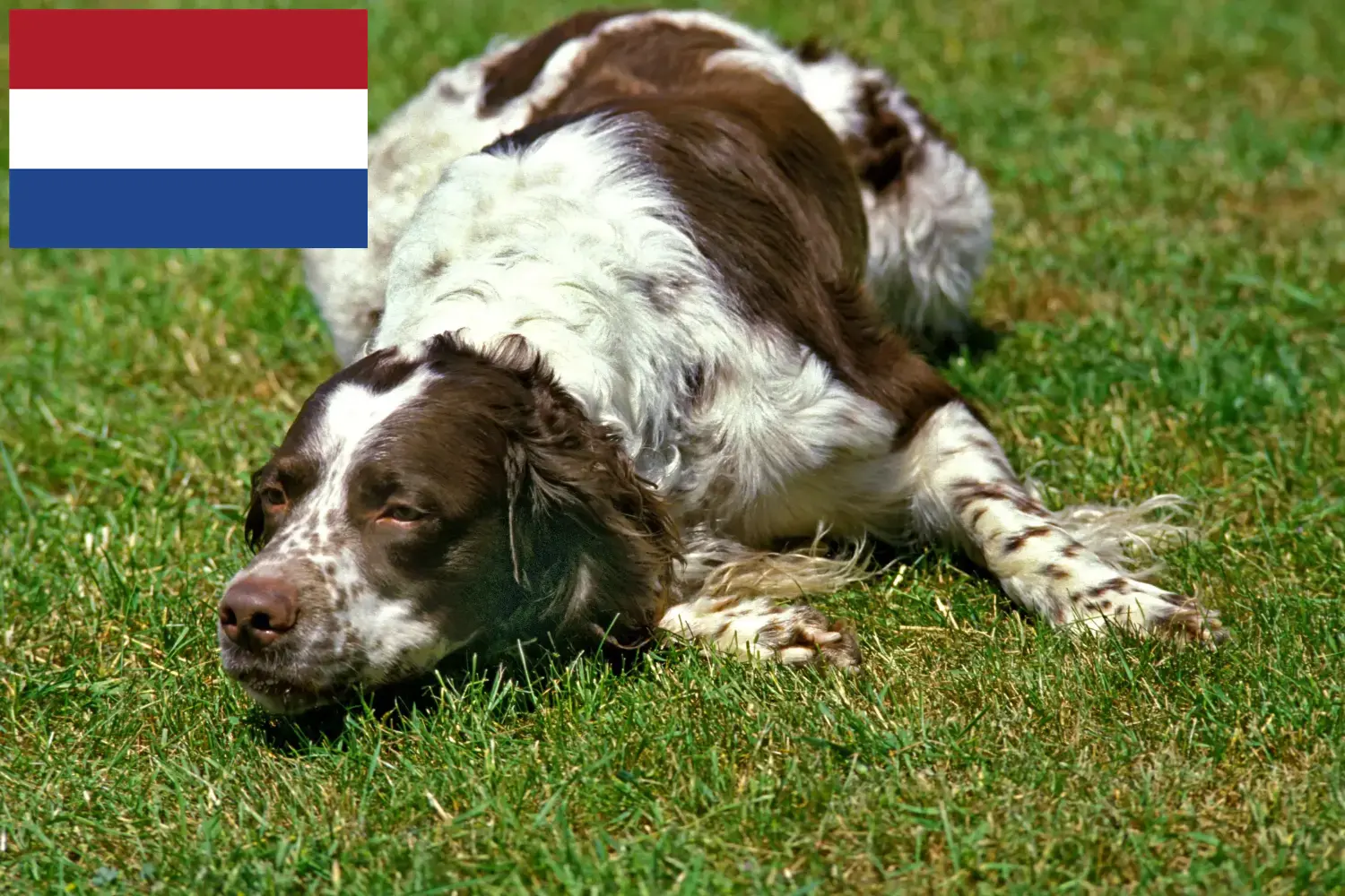 Épagneul français hvalpe og opdrættere Holland Her kan du finde Épagneul français-opdrættere i Holland.