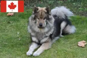 Read more about the article Eurasier-opdrættere og hvalpe i Canada