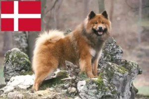 Read more about the article Eurasier-opdrættere og hvalpe i Danmark