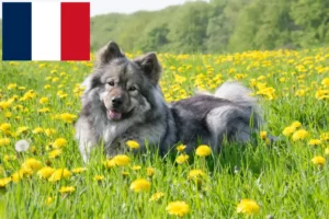 Read more about the article Eurasier-opdrættere og hvalpe i Frankrig
