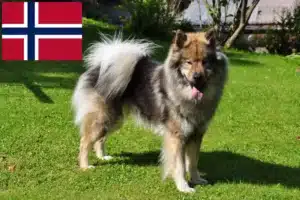 Read more about the article Eurasier-opdrættere og hvalpe i Norge