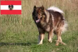 Read more about the article Eurasier-opdrættere og hvalpe i Østrig