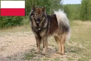 Read more about the article Eurasier-opdrættere og hvalpe i Polen