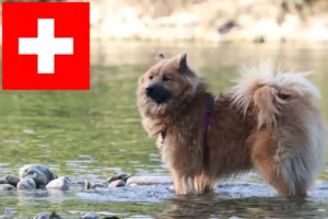 Read more about the article Eurasier-opdrættere og hvalpe i Schweiz
