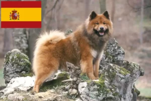 Read more about the article Eurasier-opdrættere og hvalpe i Spanien