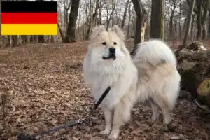 Read more about the article Eurasier-opdrættere og hvalpe i Tyskland
