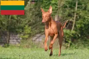 Read more about the article Faraohundeopdrættere og hvalpe i Litauen
