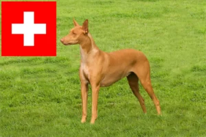 Read more about the article Faraohundeopdrættere og hvalpe i Schweiz