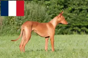 Read more about the article Faraohundeopdrættere og hvalpe i Frankrig