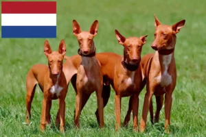Read more about the article Faraohundeopdrættere og hvalpe i Holland