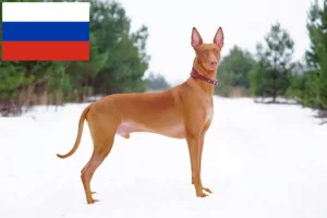 Read more about the article Faraohundeopdrættere og hvalpe i Rusland