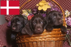 Read more about the article Field Spaniel opdrættere og hvalpe i Danmark