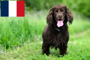 Read more about the article Field Spaniel-opdrættere og hvalpe i Frankrig
