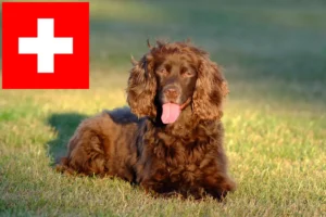 Read more about the article Field Spaniel-opdrættere og hvalpe i Schweiz
