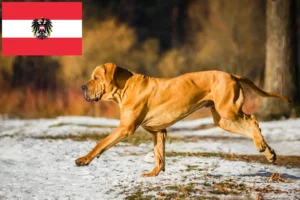 Read more about the article Fila Brasileiro opdrættere og hvalpe i Østrig