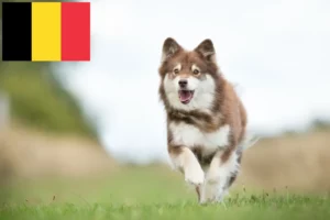 Read more about the article Finsk Lapphund opdrættere og hvalpe i Belgien