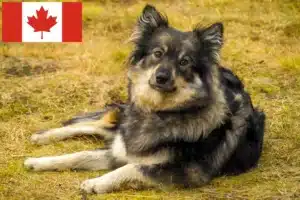 Read more about the article Finsk lapphund opdrættere og hvalpe i Canada