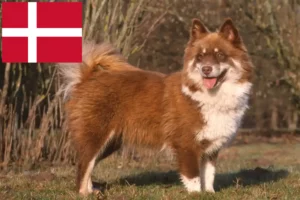 Read more about the article Finsk Lapphund opdrættere og hvalpe i Danmark