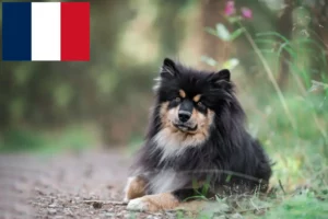 Read more about the article Finsk lapphund opdrættere og hvalpe i Frankrig