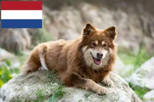Read more about the article Finske lapphundeopdrættere og hvalpe i Holland