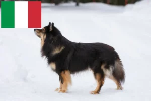Read more about the article Finsk lapphund opdrættere og hvalpe i Italien