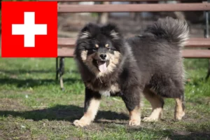 Read more about the article Finsk lapphund opdrættere og hvalpe i Schweiz