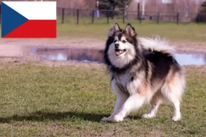 Read more about the article Finsk lapphund opdrættere og hvalpe i Tjekkiet