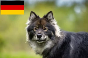 Read more about the article Finsk lapphund opdrættere og hvalpe i Tyskland