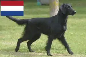 Read more about the article Flat Coated Retriever opdrættere og hvalpe i Holland